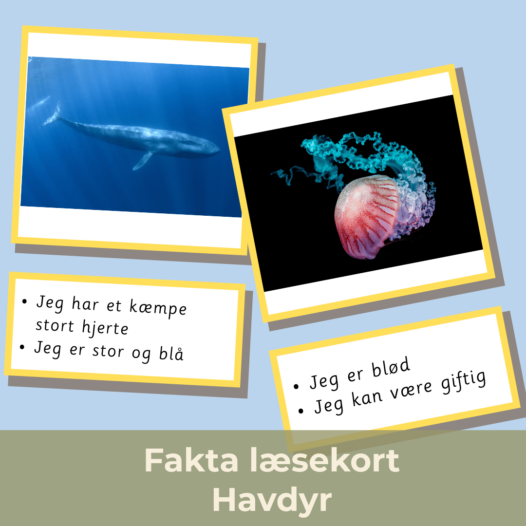 Fakta læsekort – havdyr (~1. – 2. klasse)